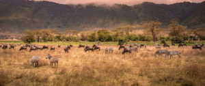 cheap Tanzania wildlife safari itinerary