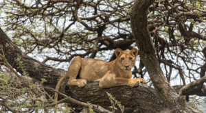 Private Ruaha Safari Price