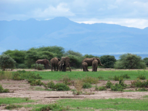 Guided Ruaha Safari Tours