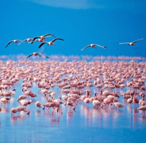 luxury Lake Manyara safari experience