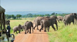 guided Tanzania safari itinerary