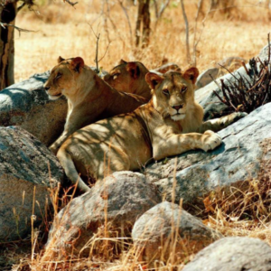 Affordable Nyerere National Park safari vacation