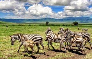 Tarangire safari Arusha planning