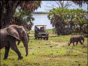 Top Tanzania Wildlife Safari Experience