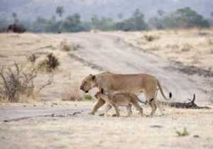 group Ruaha safari trip