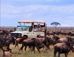 Tanzania safari Serengeti packages