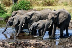 Premium Tanzania safari package trip
