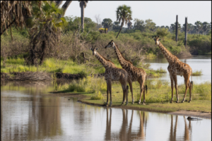 Tanzania safari Nyerere cost