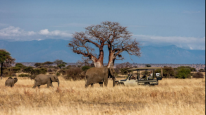 budget Tarangire safari experience