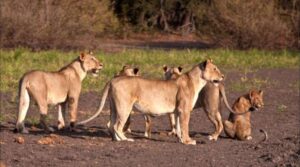 Family Tanzania safari planning