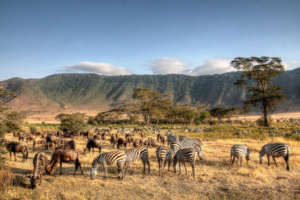 Tanzania safari cost Nyerere experience