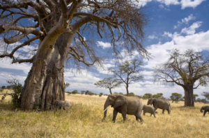 Affordable Tarangire Safari Packages