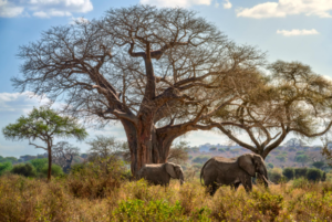 Private Tarangire Safari Packages