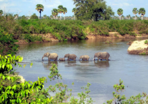 Tanzania safari tour Nyerere