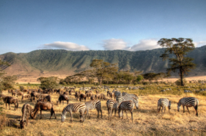 Ngorongoro Crater safari Arusha packages