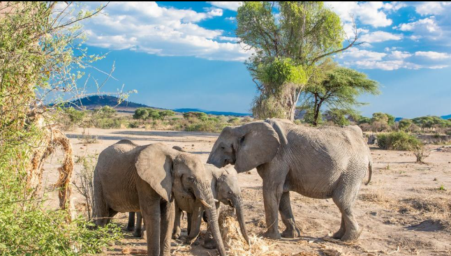 Nyerere National Park Safari Arusha Price.