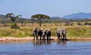 Serengeti safari Ruaha