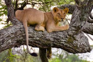 Tanzania safari Tarangire vacation