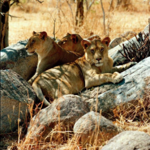 Ruaha Safari Arusha Travel Guide