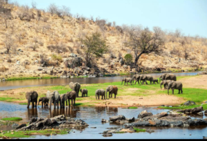Photography Ruaha Safari Company