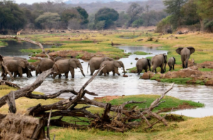 Tanzania safari tour Ruaha operator
