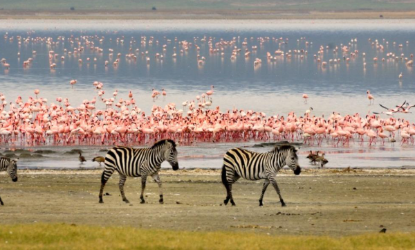 Top Lake Manyara Safari Tours