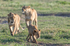 Ngorongoro Crater safari Tanzania holiday