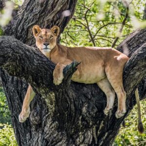 Lake Manyara Safari Southern Circuit