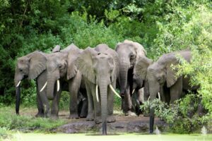 Ruaha safari Ngorongoro holiday