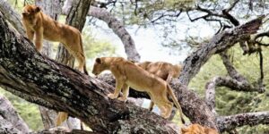 Tarangire Safari Southern Circuit