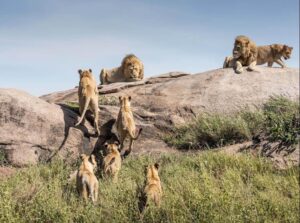 Ruaha Safari Ruaha Tours