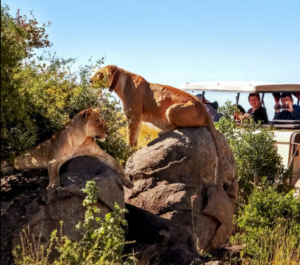 Tanzania safari cost Serengeti packages