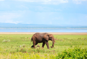 best Lake Manyara safari