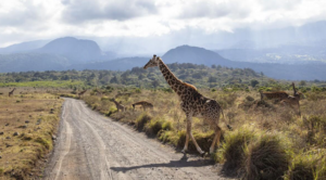 Exclusive Ruaha Safari Experience