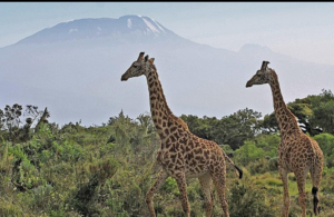 Photography Nyerere National Park Safari Deal