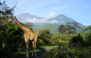 Arusha Tanzania wildlife safari