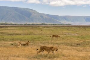 Tanzania safari package Ngorongoro cost