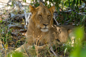 Photography Nyerere National Park Safari Deal