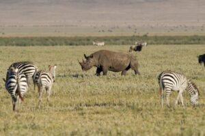 Exclusive Tanzania Wildlife Safari Holiday