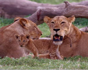 Fly in Ruaha safari travel guide