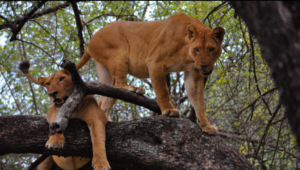 Lake Manyara safari Ngorongoro itinerary