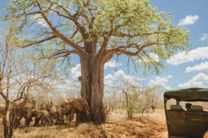 All Inclusive Ruaha Safari Travel Guide