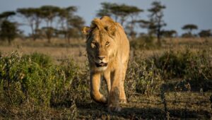 top Ngorongoro Crater safari tours