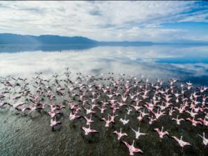 Luxury Lake Manyara Safari Planning