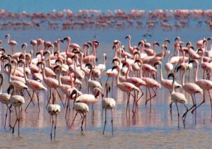 Lake Manyara Serengeti safari