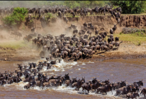 Tanzania safari cost Tanzania price