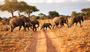 Affordable Tanzania wildlife safari experience.
