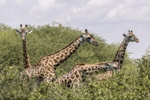 Luxury Tanzania Safari Tour