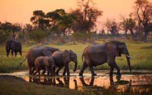 Nyerere National Park Safari
