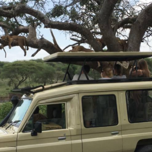 Top Tanzania Wildlife Safari
